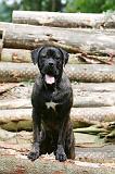 CANE CORSO 993